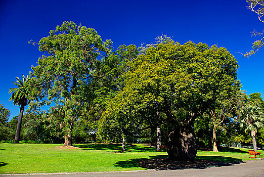 悉尼-皇家植物园