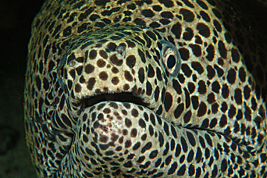 海鳝,裸胸鳝属,班达海,印度尼西亚
