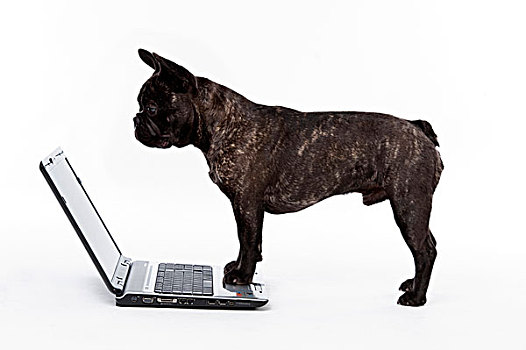 法国牛头犬,笔记本电脑