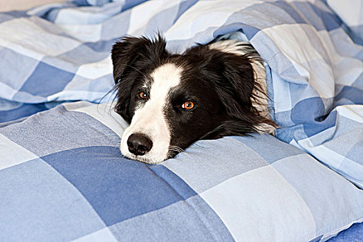 狗,卧,床上,博德牧羊犬