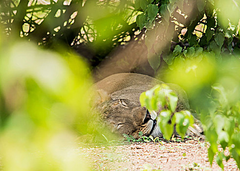 狮子,休息,下面,树,乔贝国家公园,博茨瓦纳