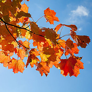 红色,秋天,枫叶,上方,蓝天背景,方图
