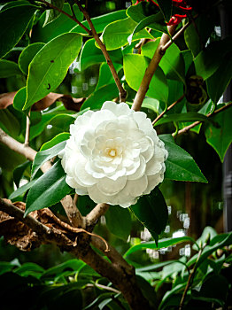 花园里绽放的白色山茶花