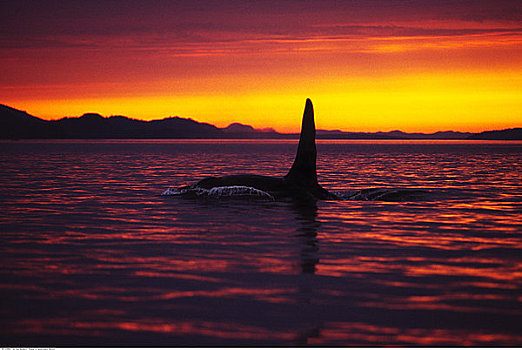 逆戟鲸,日落,温哥华岛,不列颠哥伦比亚省,加拿大