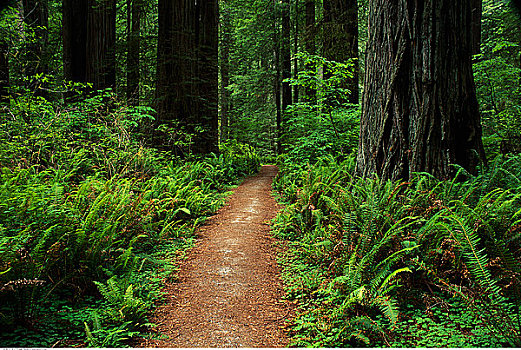 小路,树,草原小溪红杉州立公园,加利福尼亚,美国