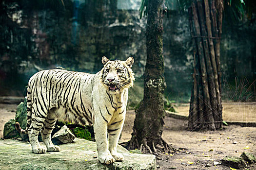 胡志明动物园的白虎