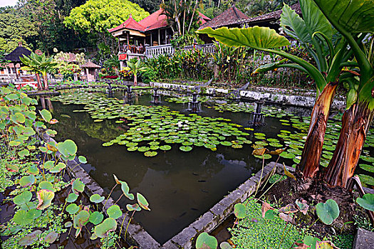 水塘,荷花,植物,冈加,水,庙宇,巴厘岛,印度尼西亚,亚洲