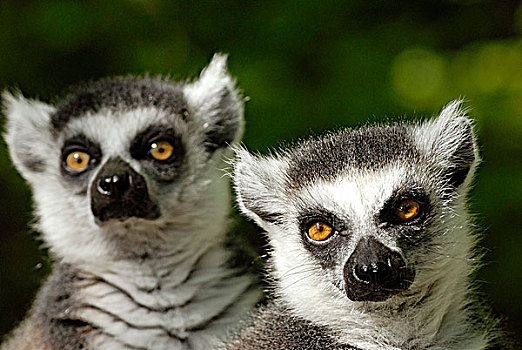 狐猴,南,马达加斯加