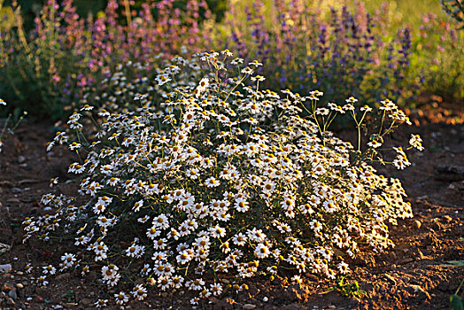 花,甘菊,香草园