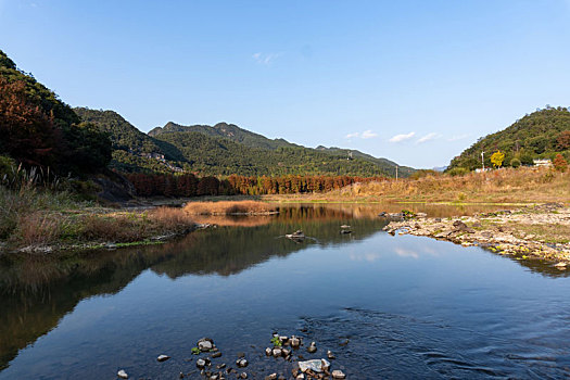 小芝红杉林,小芝红树林