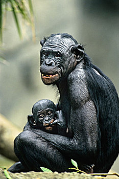 倭黑猩猩,母亲,哺乳,幼仔,非洲