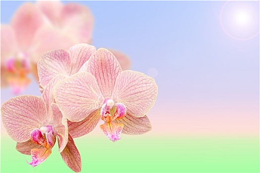 春季开花,异域风情,粉色,兰花,早晨