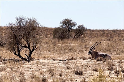 南非大羚羊,羚羊