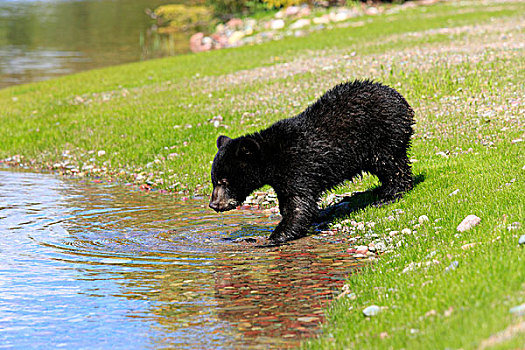美洲黑熊,老,幼兽,喝,边缘,水,俘获,蒙大拿,美国