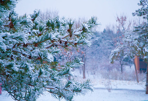 雪松