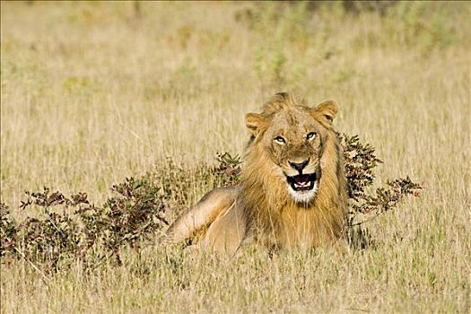 雄性,狮子,埃托沙国家公园,纳米比亚,非洲