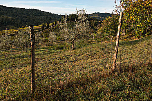 栅栏,农田,托斯卡纳,意大利