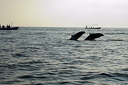 印度尼西亚,巴厘岛,海滩,看,海豚,独木舟