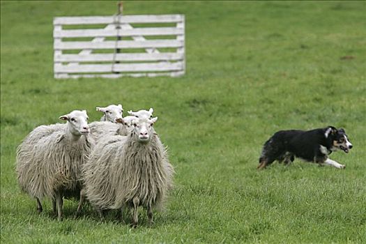 牧羊犬,竞争,北莱茵威斯特伐利亚,德国