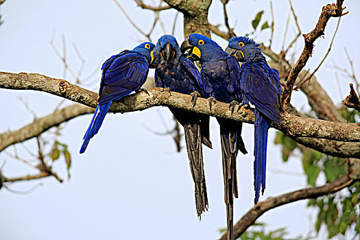 紫蓝金刚鹦鹉,成年,群,树,展示,交际,动作,潘塔纳尔,巴西,南美