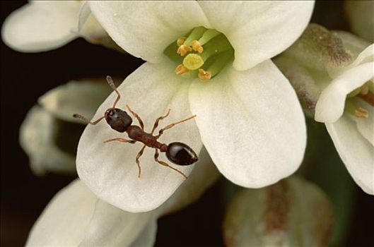 蚂蚁,授粉,山,花,科罗拉多