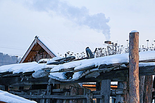 漠河北红村北国风光雪