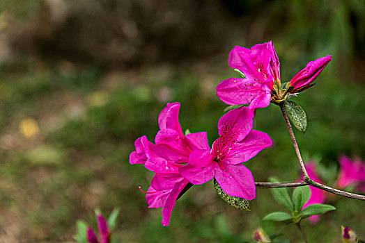 杜鹃花