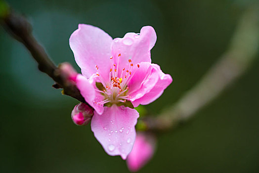 春天里开的桃花