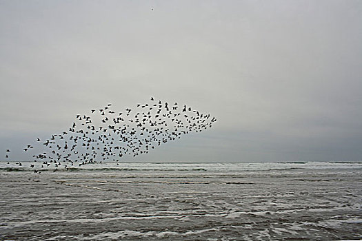 鸟群,飞跃,水
