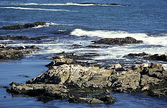 海豹,岩石上,海岸,加利福尼亚,美国