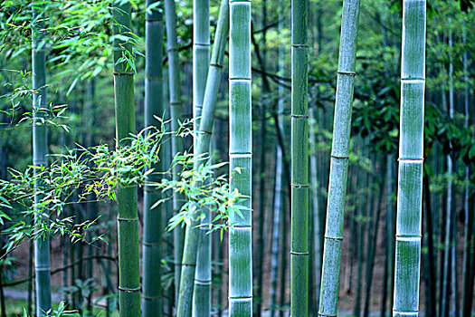 背景,图像,竹子