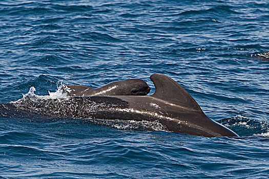 大吻巨头鲸,短肢领航鲸,平面,科特兹海,下加利福尼亚州,墨西哥
