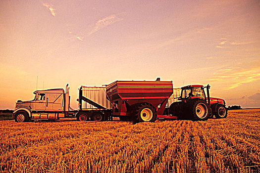 谷物,冬天,小麦,农场,卡车,靠近,曼尼托巴,加拿大