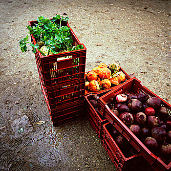 板条箱,新鲜,汇集,蔬菜