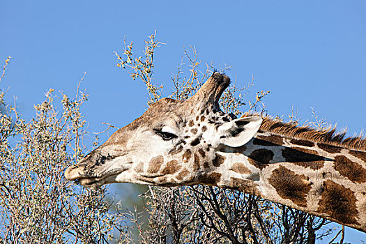 长颈鹿,卡拉哈迪大羚羊国家公园,北开普,南非,非洲