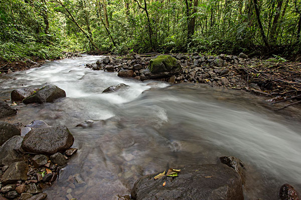 小溪,保存,山,雾林,哥斯达黎加