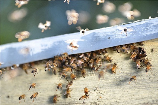 成群,蜜蜂,尝试,蜂巢