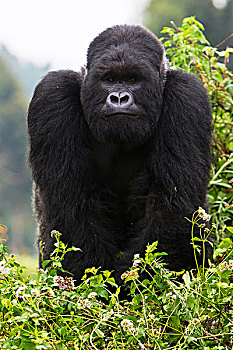 非洲,卢旺达,基戈马,山地大猩猩,大猩猩,3号,银背大猩猩,多,户外,水牛,墙壁
