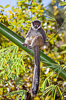 獴美狐猴,女性,树上,马达加斯加