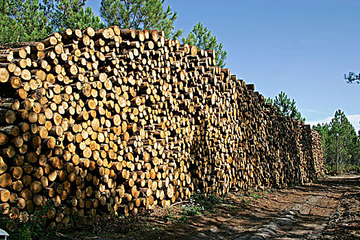 木头,一堆,原木,木材业,靠近,大西洋海岸,波尔多,法国,欧洲