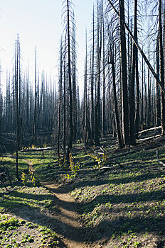 火,损坏,树,树林,顶峰,靠近,雷尼尔山国家公园,华盛顿