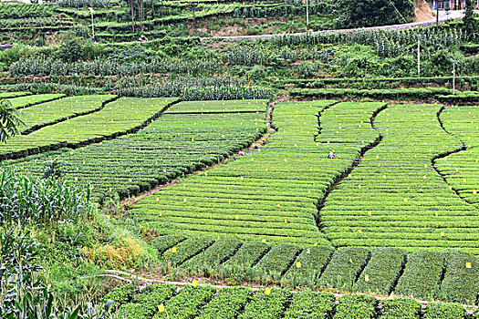 茶园茶叶风景风光