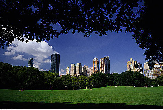 城市天际线,绵羊,草地,中央公园,纽约,美国