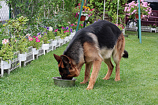 德国,狗,喝,水,器具,花园