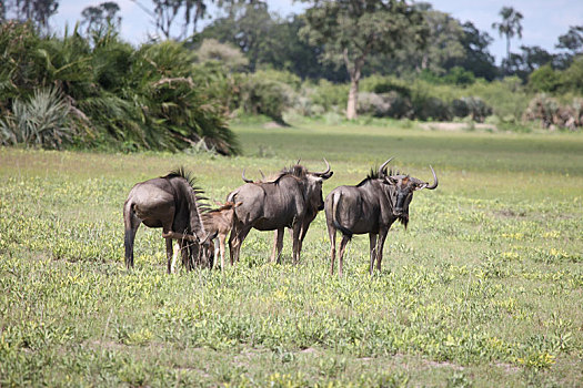 角马,野生,羚羊,非洲,博茨瓦纳,大草原