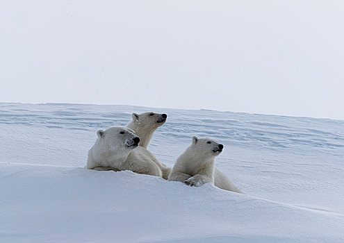 北极熊,动物,两个,幼兽,15个月,休息,雪,杂乱无章,巴芬岛,努纳武特,加拿大,北美