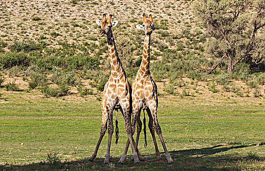 两个,南方,长颈鹿,争斗,雄性,下雨,季节,绿色,环境,卡拉哈里沙漠,卡拉哈迪大羚羊国家公园,南非,非洲