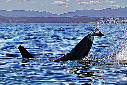 逆戟鲸,溅,尾部,北方,温哥华岛,海岸,靠近,港口,不列颠哥伦比亚省,加拿大