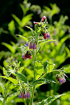 普通,紫草科植物
