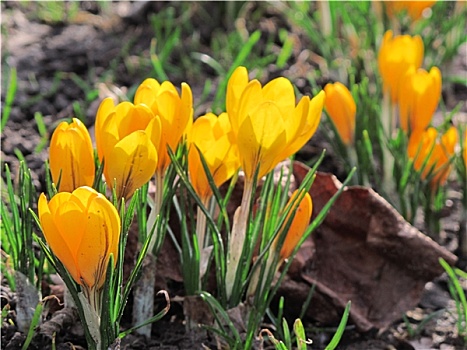 黄色,藏红花,春天,场景